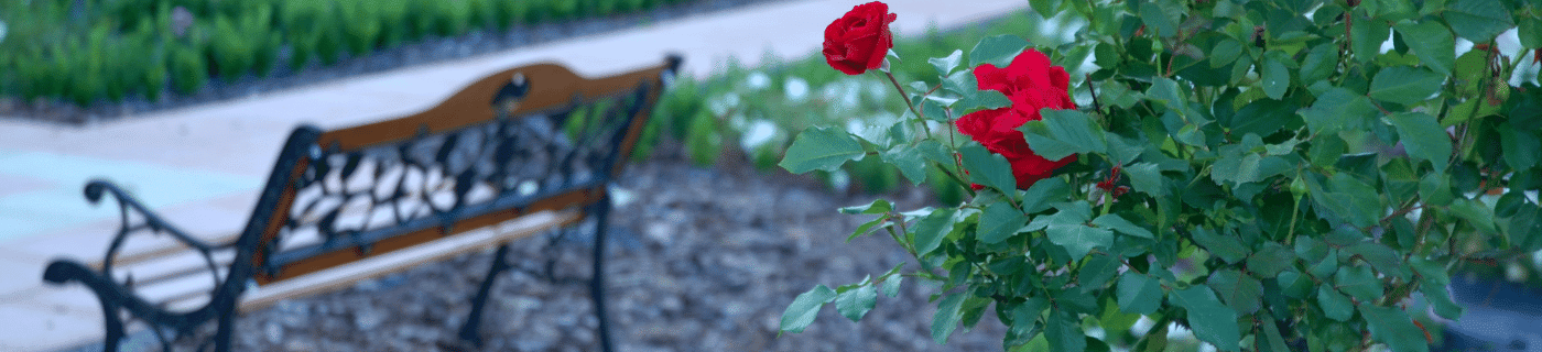 Rote Rosen blühen an einem Busch, während eine hölzerne Parkbank im Hintergrund auf einem Kiesweg steht.